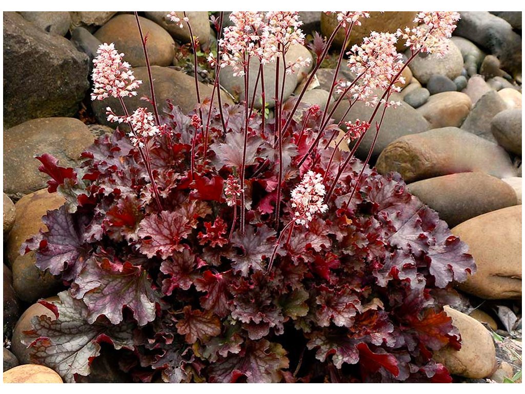 Heuchera ´RUBY TUESDAY´